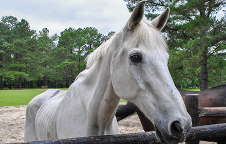 Close-up of Horse Inside a Stable As Couple Faces Charges for Starving Their Own Horses