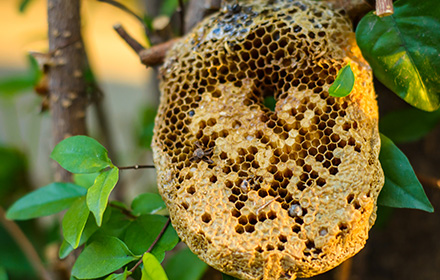 Picture of a Bee Hive in Florida, It's stealing could result in Grand Theft Charges